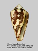 Conus pseudaurantius